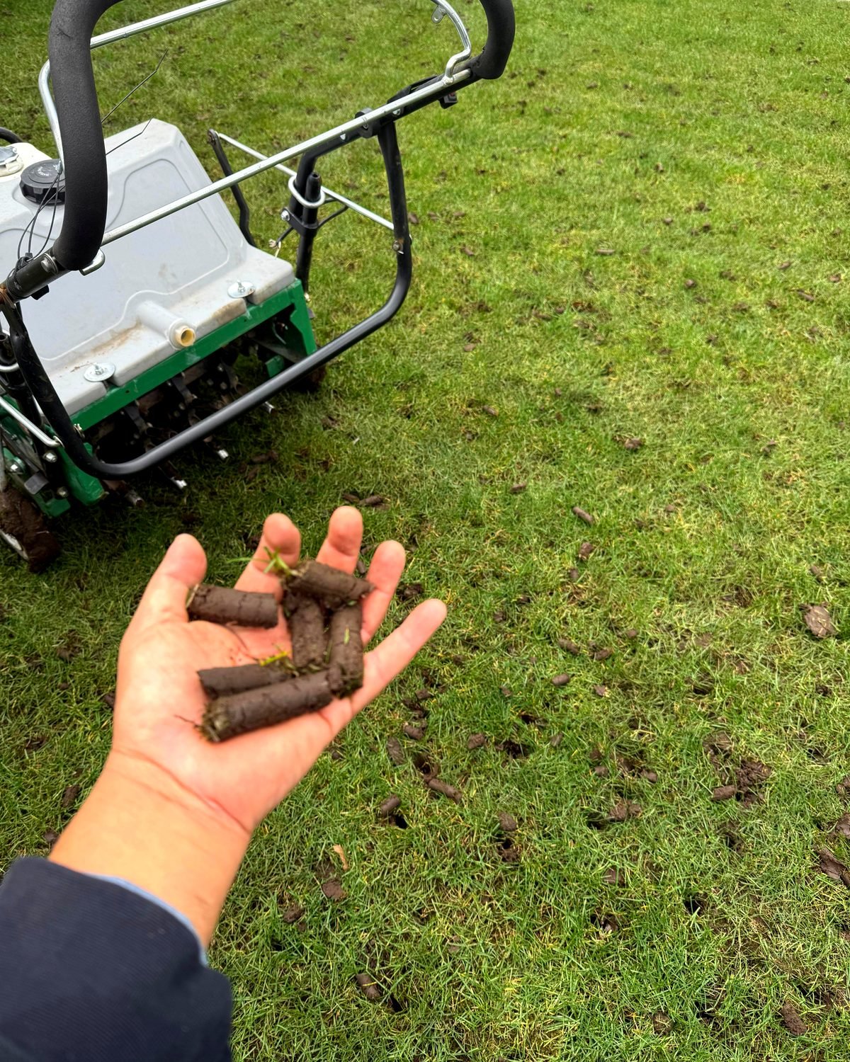 A handful of soil cores pulled from a lawn during core aeration, with the aerator behind
