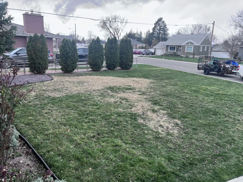 Overgrown grass before residential lawn mowing Seattle